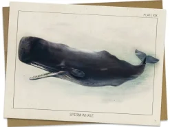 Cognitive Surplus Sperm Whale Greeting Card - Marine Biology | * Greeting Cards | Marine Biology