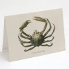 Cognitive Surplus Spider Crab Greeting Card - Ocean Card | * Greeting Cards | Marine Biology