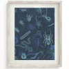 Cognitive Surplus Spiders Scientific Illustration Museum Print* Wall Art | Entomology