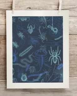 Cognitive Surplus Spiders Scientific Illustration Museum Print* Wall Art | Entomology