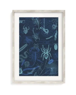 Cognitive Surplus Spiders Scientific Illustration Museum Print* Wall Art | Entomology