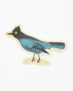 Cognitive Surplus Stellar Jay Sticker* Stickers | Ornithology