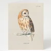 Cognitive Surplus Tawny Owl Greeting Card - Ornithology Stationery | * Greeting Cards | Ornithology
