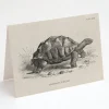 Cognitive Surplus Tortoise Greeting Card - Biology Stationery | * Greeting Cards | Biology