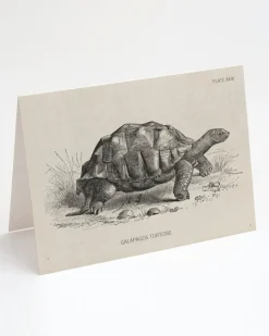 Cognitive Surplus Tortoise Greeting Card - Biology Stationery | * Greeting Cards | Biology