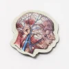 Cognitive Surplus Vascular Head Anatomy Magnet* Magnets | Medicine