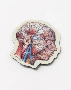Cognitive Surplus Vascular Head Anatomy Magnet* Magnets | Medicine