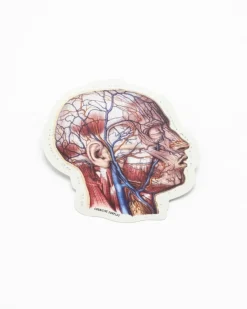 Cognitive Surplus Vascular Head Anatomy Sticker* Stickers | Medicine