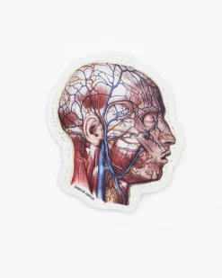 Cognitive Surplus Vascular Head Anatomy Sticker* Stickers | Medicine