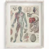 Cognitive Surplus Vascular Scientific Illustration Museum Print* Wall Art | Medicine