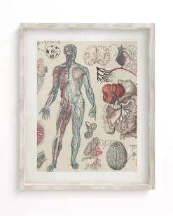 Cognitive Surplus Vascular Scientific Illustration Museum Print* Wall Art | Medicine