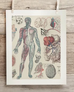 Cognitive Surplus Vascular Scientific Illustration Museum Print* Wall Art | Medicine