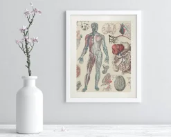 Cognitive Surplus Vascular Scientific Illustration Museum Print* Wall Art | Medicine