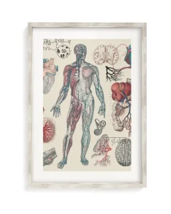 Cognitive Surplus Vascular Scientific Illustration Museum Print* Wall Art | Medicine