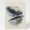 Cognitive Surplus Whale Greeting Card - Biology Stationery | * Greeting Cards | Marine Biology