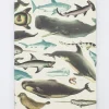 Cognitive Surplus Whales & Seals Softcover Notebook | Recycled Notebook* The Experiment | Marine Biology