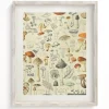 Cognitive Surplus Woodland Mushrooms Scientific Illustration Museum Print* Wall Art | Kitchen Science