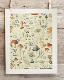 Cognitive Surplus Woodland Mushrooms Scientific Illustration Museum Print* Wall Art | Kitchen Science