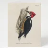 Cognitive Surplus Woodpecker Greeting Card - Bird Stationery | * Greeting Cards | Biology