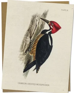 Cognitive Surplus Woodpecker Greeting Card - Bird Stationery | * Greeting Cards | Biology